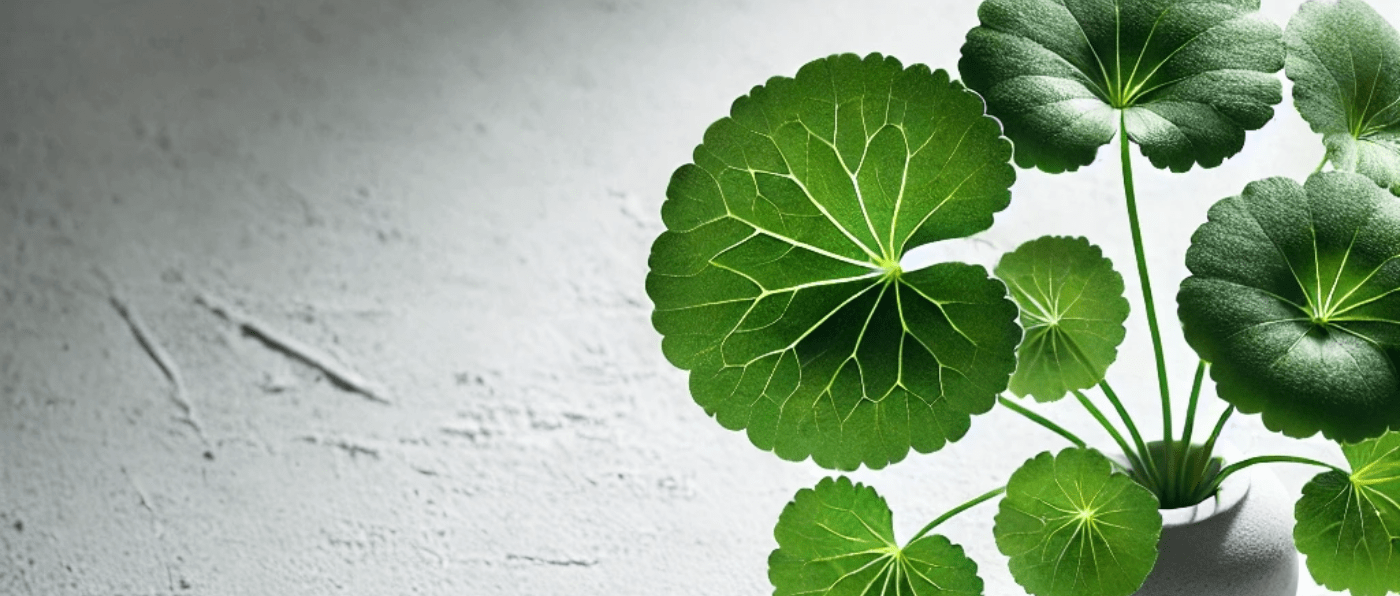 Centella Asiatica